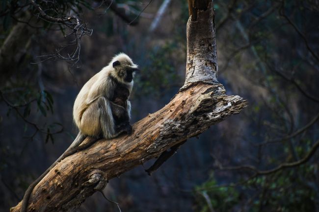 Binsar Wildlife Sanctuary Drive