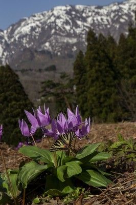 今森光彦 にっぽんの里山