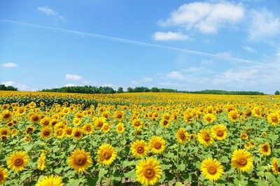 第38回 北竜町ひまわりまつり