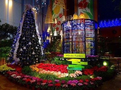 チューリップ四季彩館常設展「季節を彩る花々 ～クリスマス～」