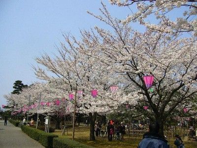 【桜・見ごろ】芦城公園
