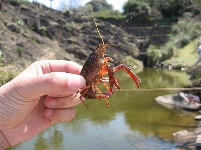 ザリガニ釣り体験