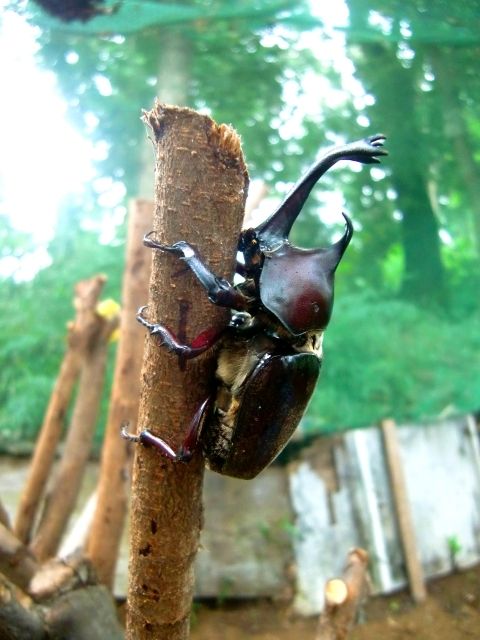 【無料】わくわく！カブトムシ狩り【7/14】