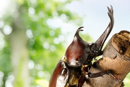 【夏休み限定】世界の昆虫展とカブト虫の里