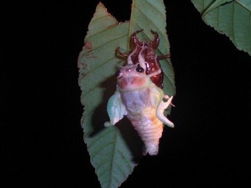 セミの羽化の神秘〜夜の森探検〜