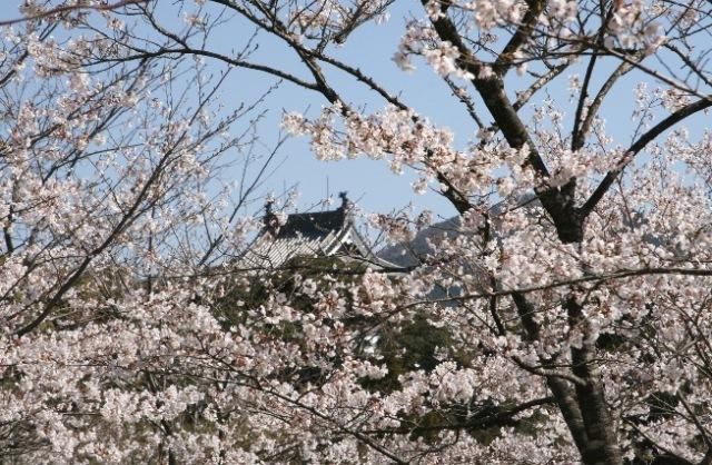 四万十川花紀行　為松公園桜まつり