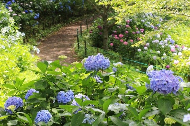 【花・見ごろ】国営讃岐まんのう公園　あじさい