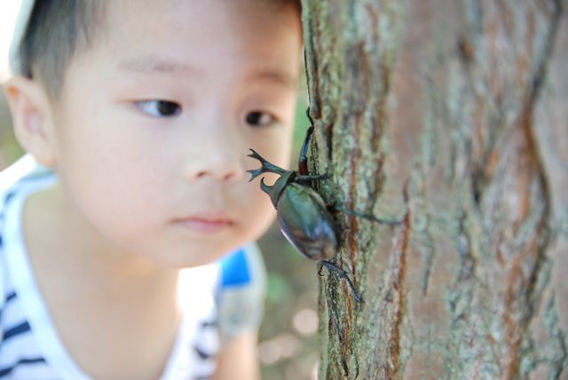 3歳からのはじめてのカブトムシさがし in 狭山