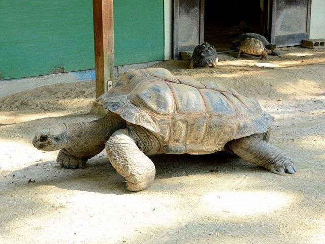 企画展「亀」カメの魅力を、ぁ深掘り、深掘りぃ～