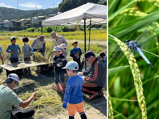 【全2回】稲刈りと脱穀！豊かな自然も楽しめる田んぼ体験（あきる野市）