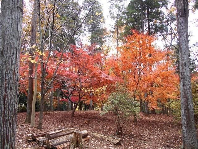 大町公園　もみじ観賞会