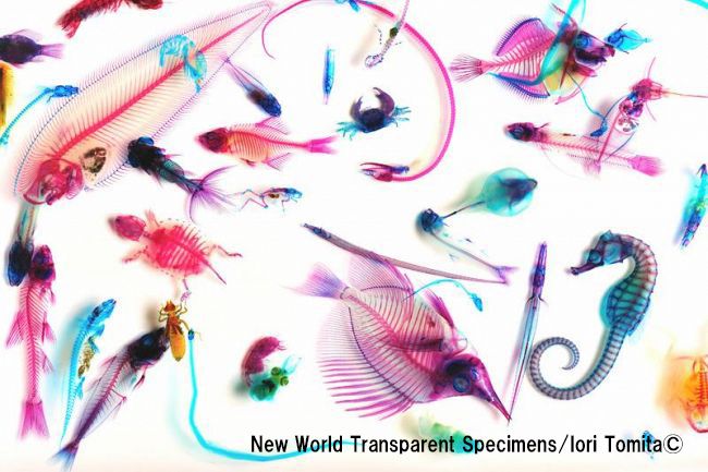 【渋谷】生き物の不思議を体感するアート！透明標本体験