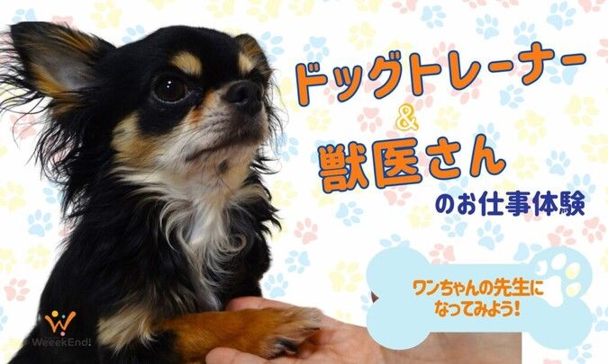 【ワンちゃん好き集まれ！】ドッグトレーナー&獣医さんのお仕事体験