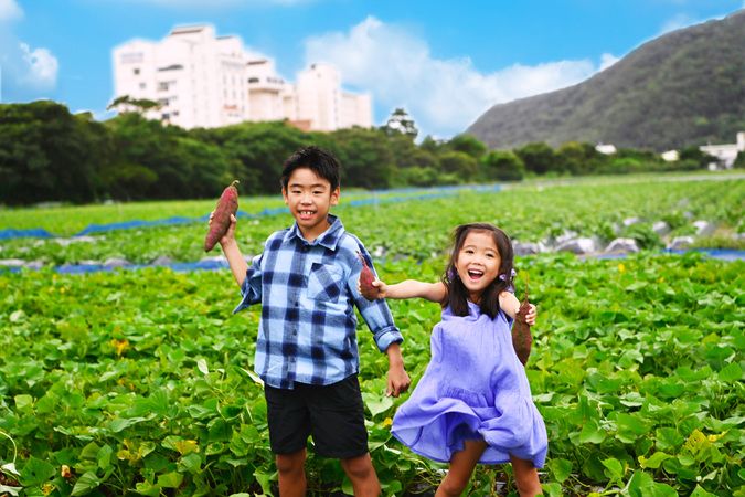 9～11月限定、鳴門の秋の収穫体験「なると金時芋掘り体験」