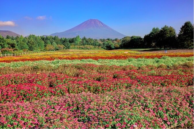 富士本栖湖リゾート　虹の花まつり