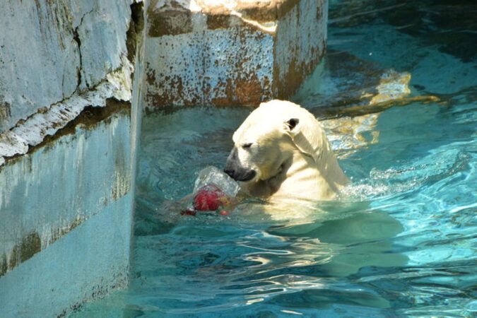 【事前申込（抽選）制】ホッキョクグマに氷柱プレゼント