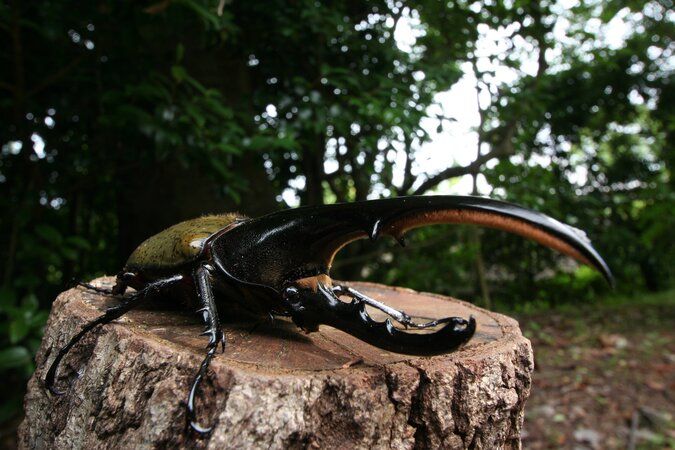 世界のカブト・クワガタ展