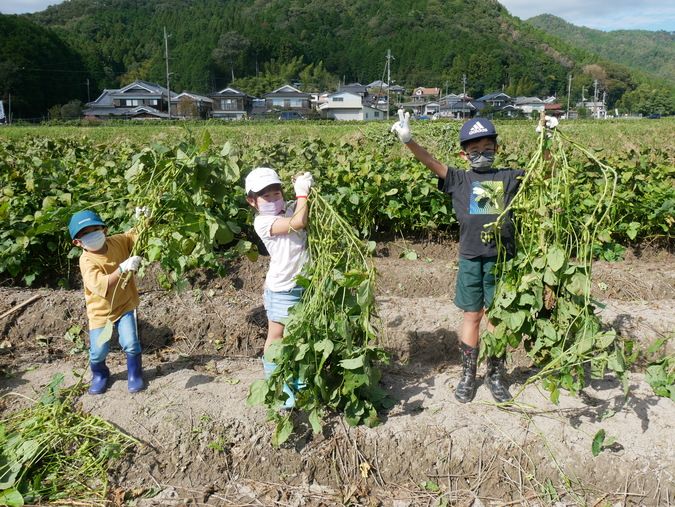 味覚狩り２０２４「黒大豆枝豆狩り」