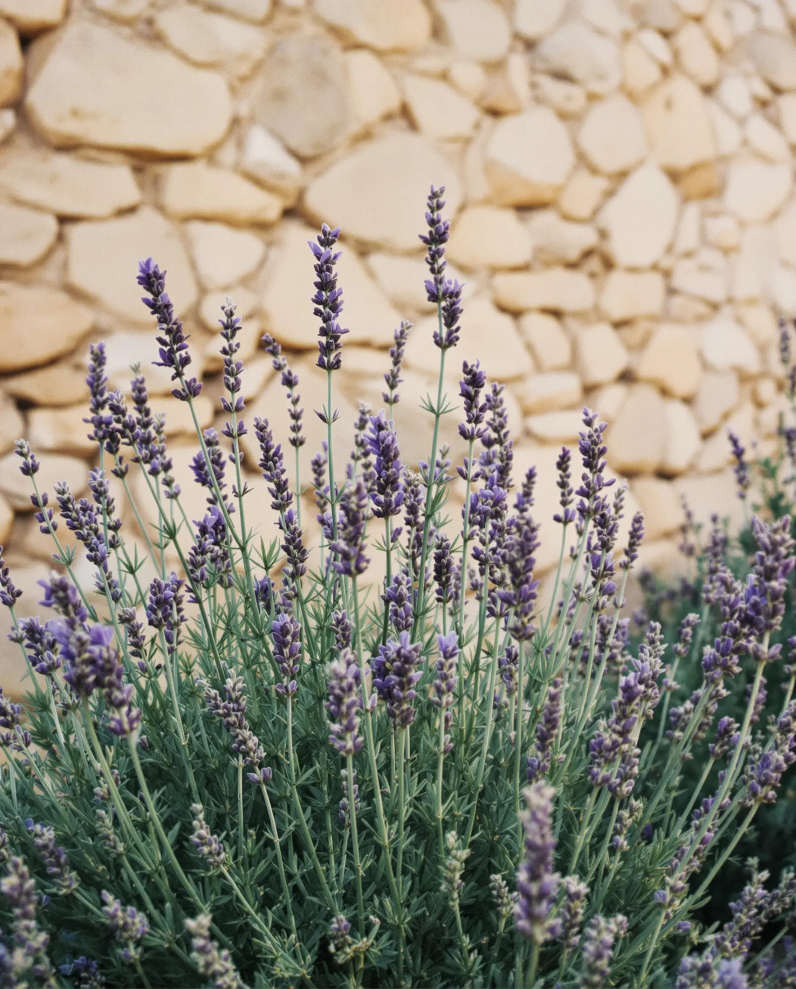 Lavender in front of a dry stone wall