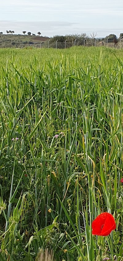 Cemitério de Pedrogão 2