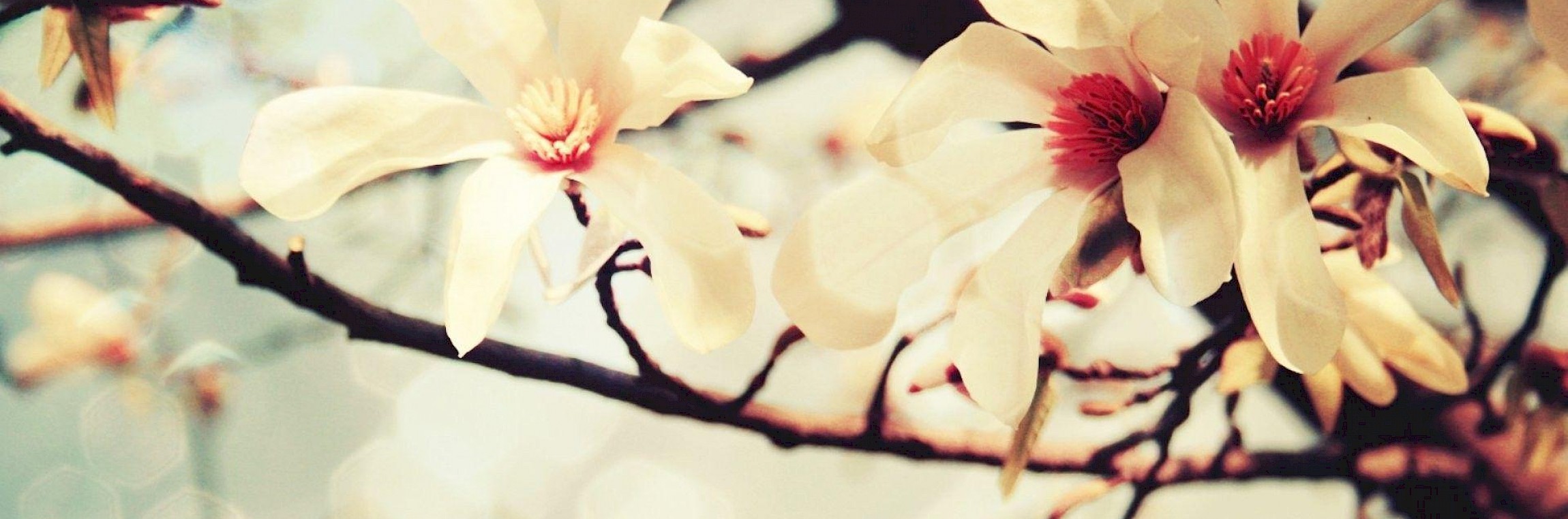 Funerária Magnólia 3