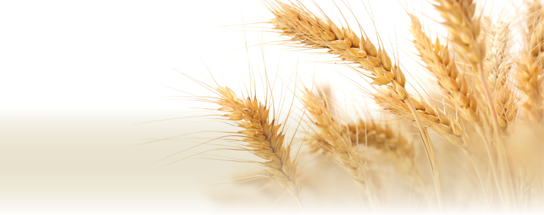 Bracarense – Grupo Funerário 4