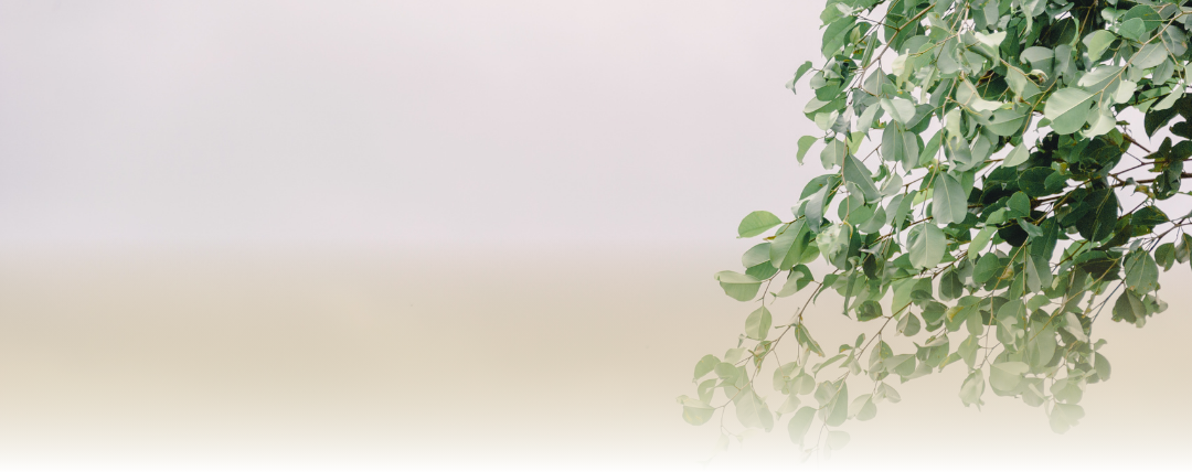 Bracarense – Grupo Funerário 5