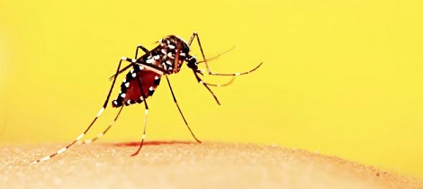 Vacina contra a dengue é aprovada no Brasil