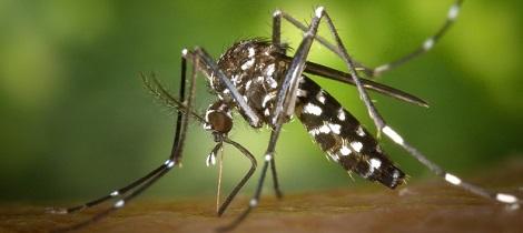 Startup testa nova tecnologia para combater dengue