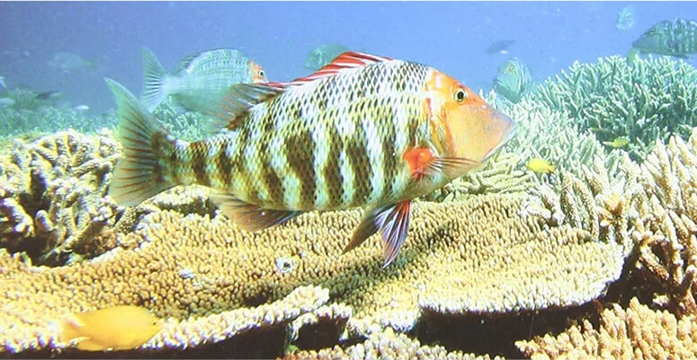 Mesmerising marine life.