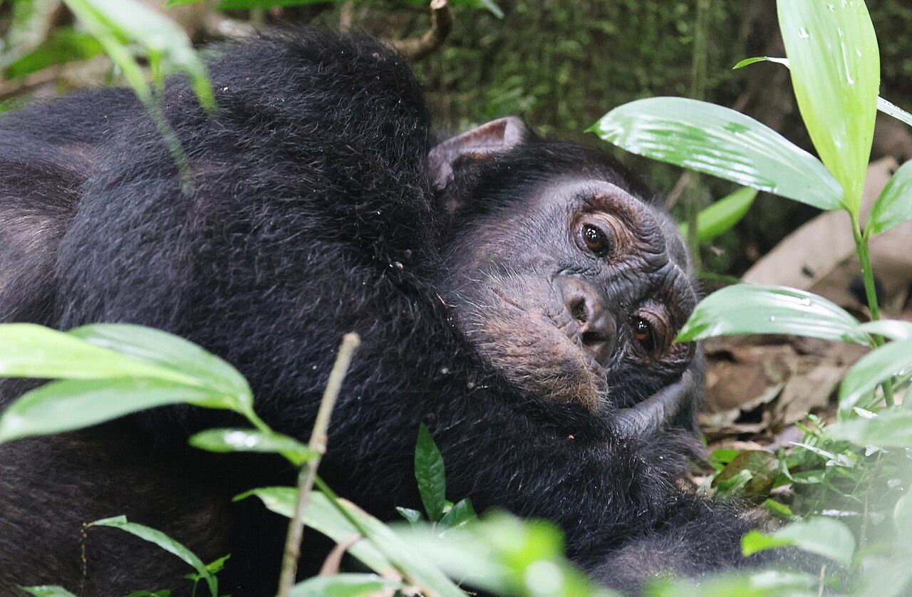 Chimp.jpg