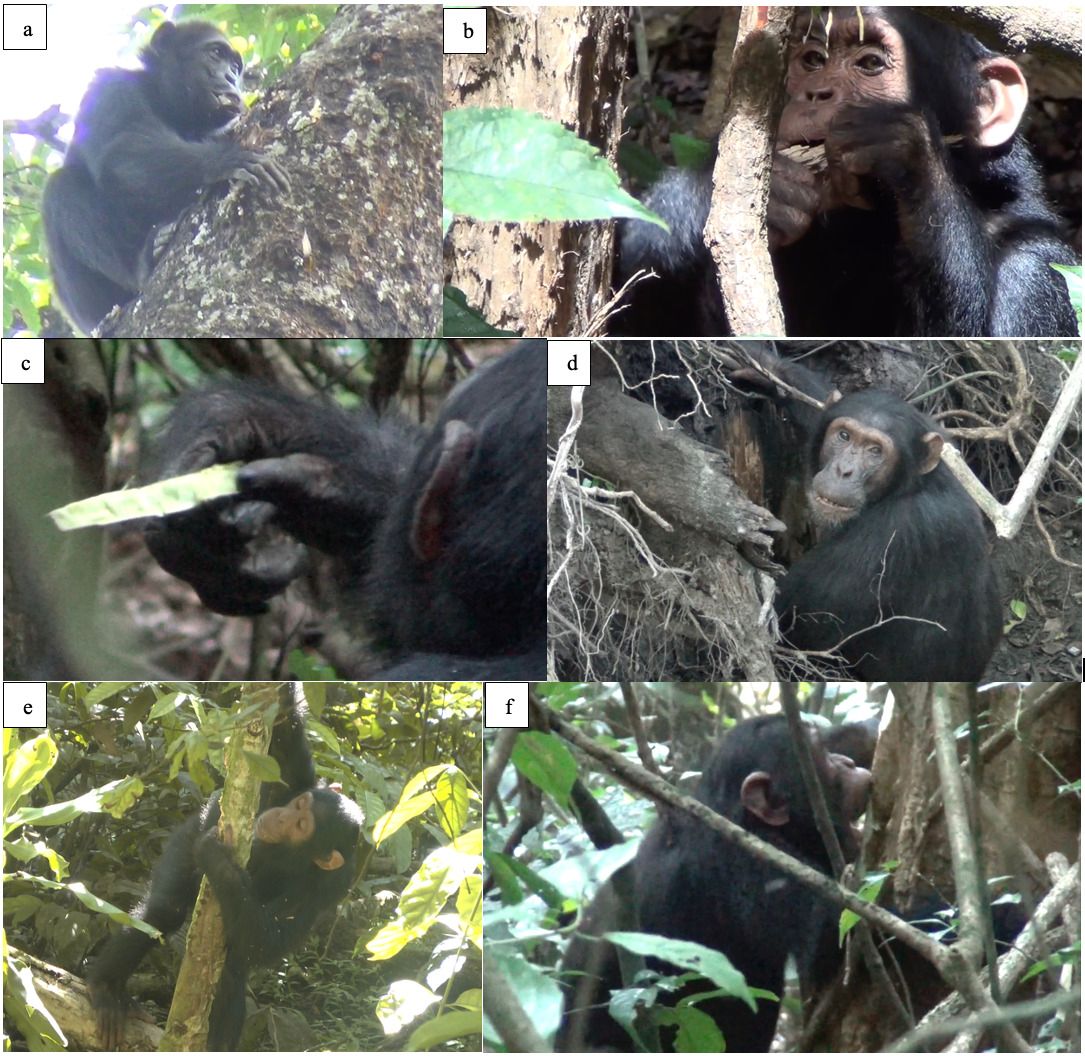 Chimpanzees.jpg