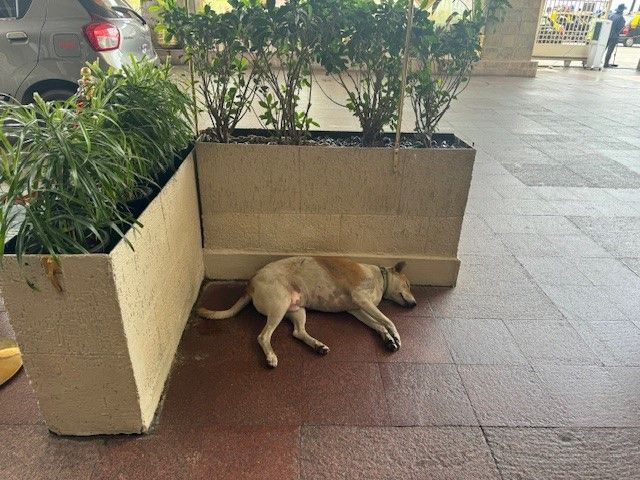 Doggo.jpg