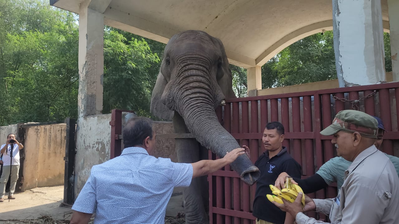 Elephant 2.jpg