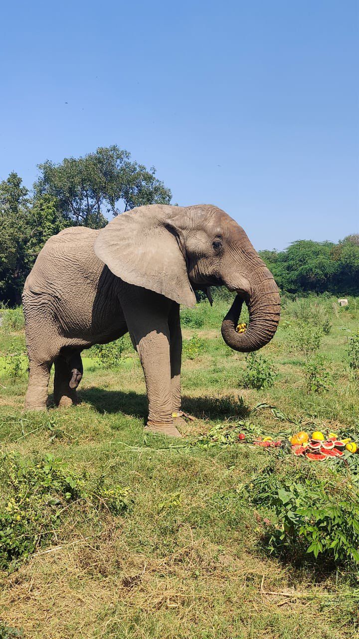 Elephant 3.jpg
