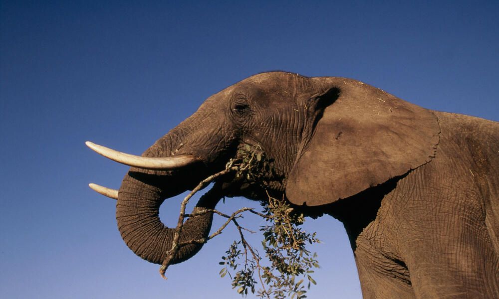 Elephant.jpg