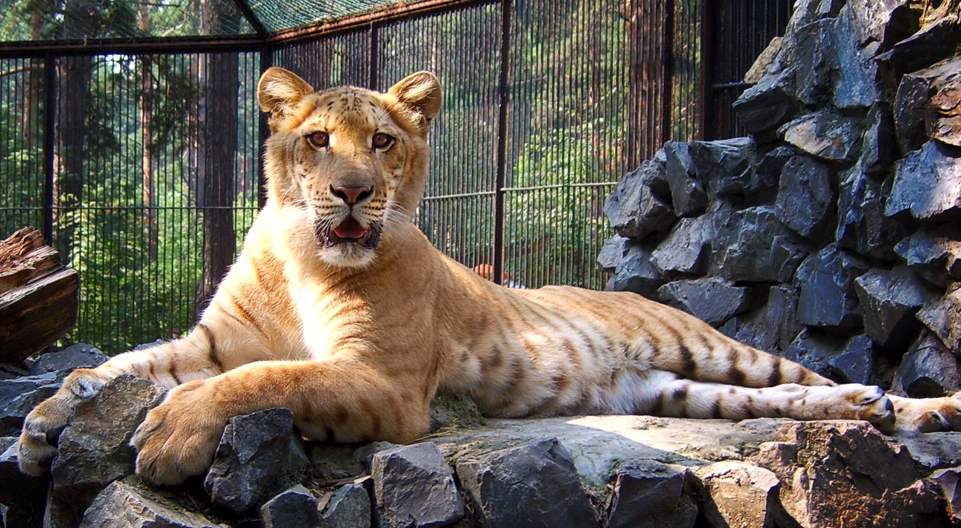Liger 2.jpg