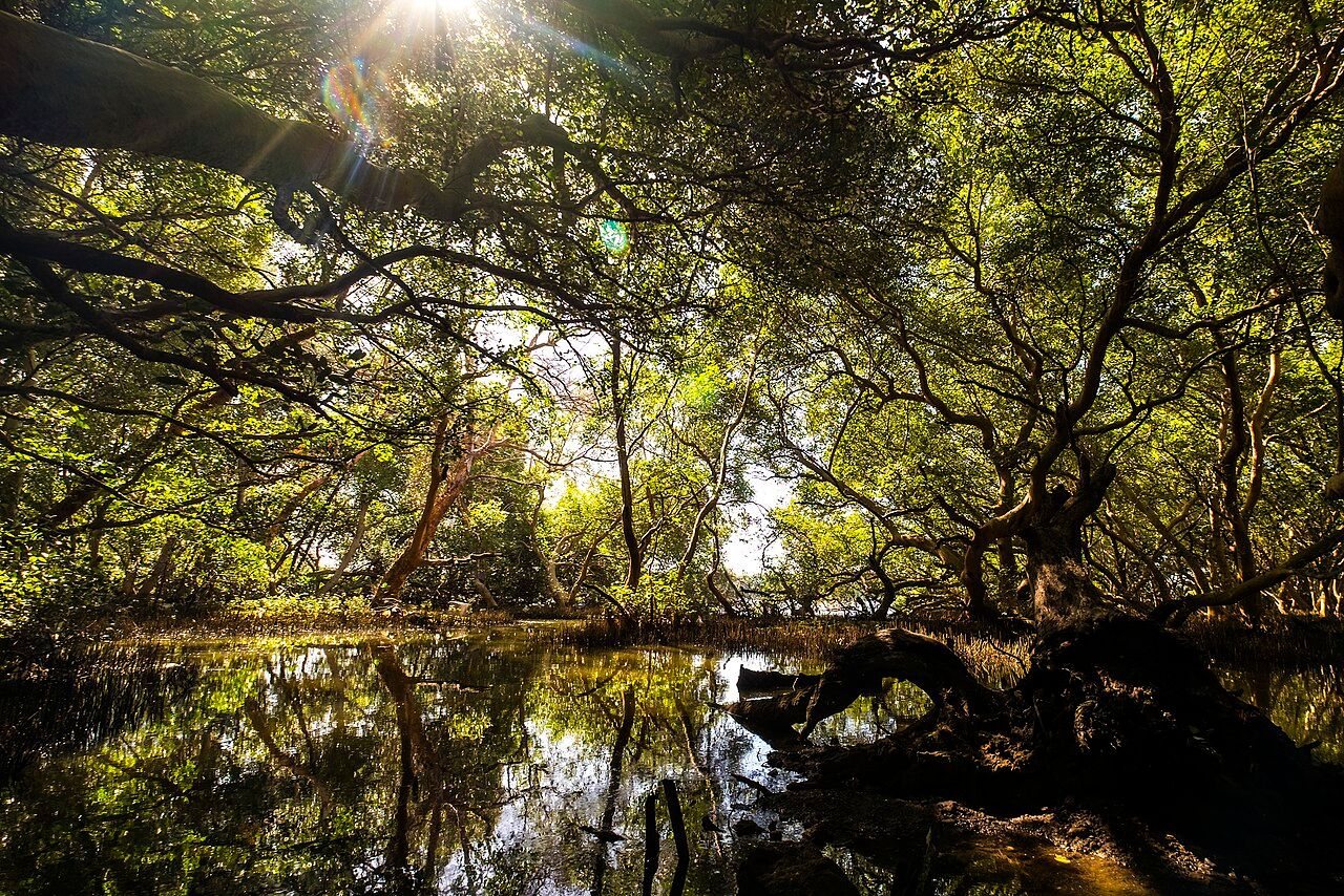 Mangrove_Forests_in_the_Philippines.jpg