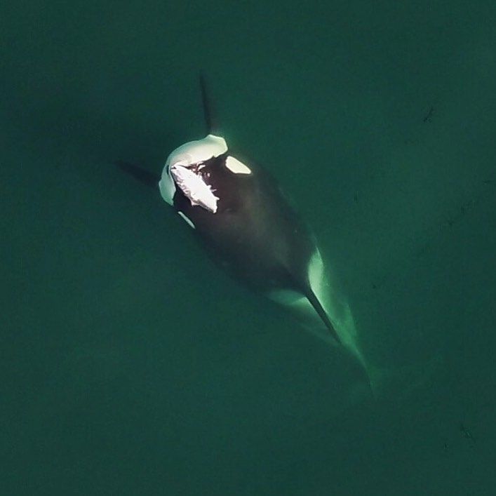 Orca 2.jpg