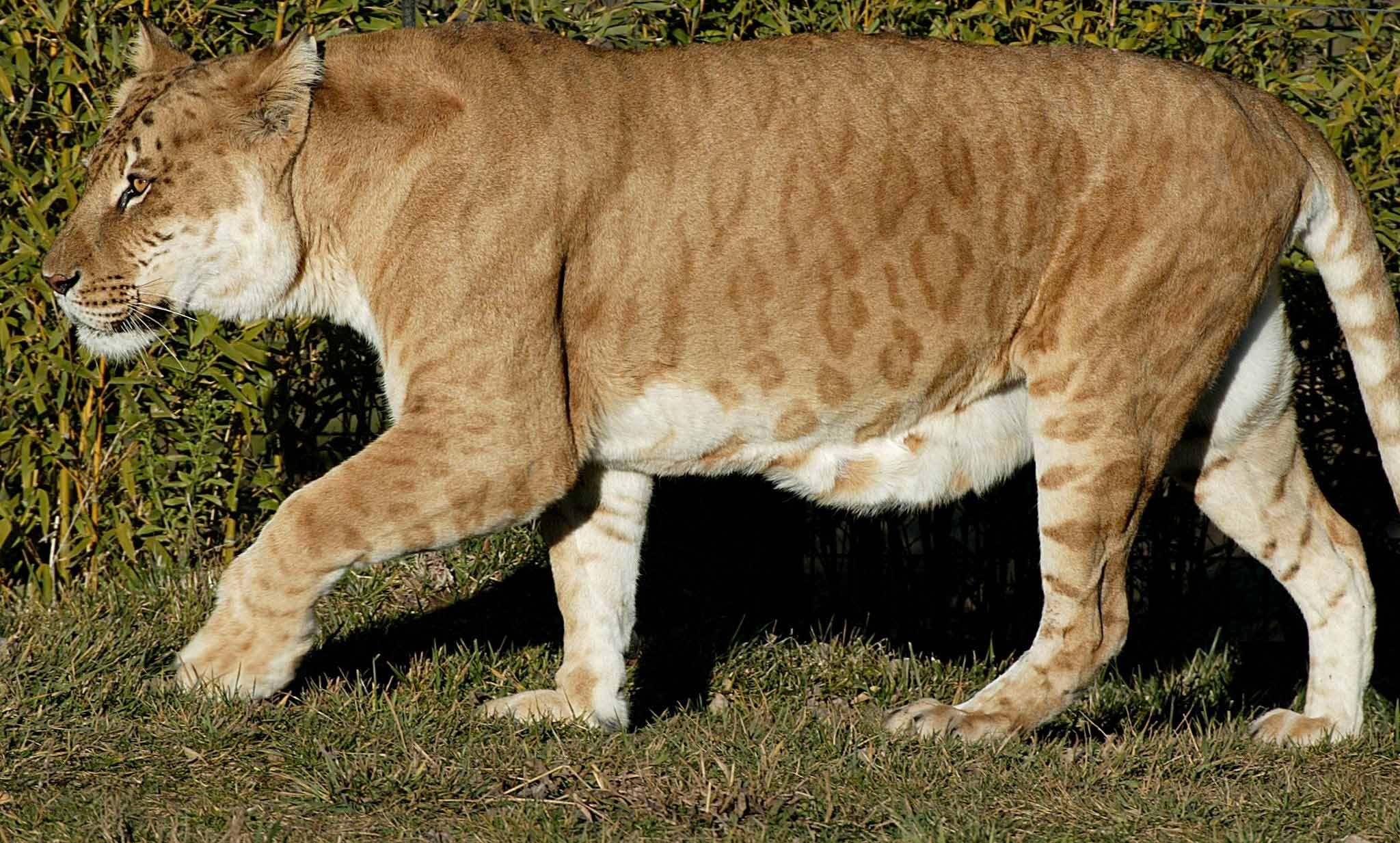 Tigon.jpg