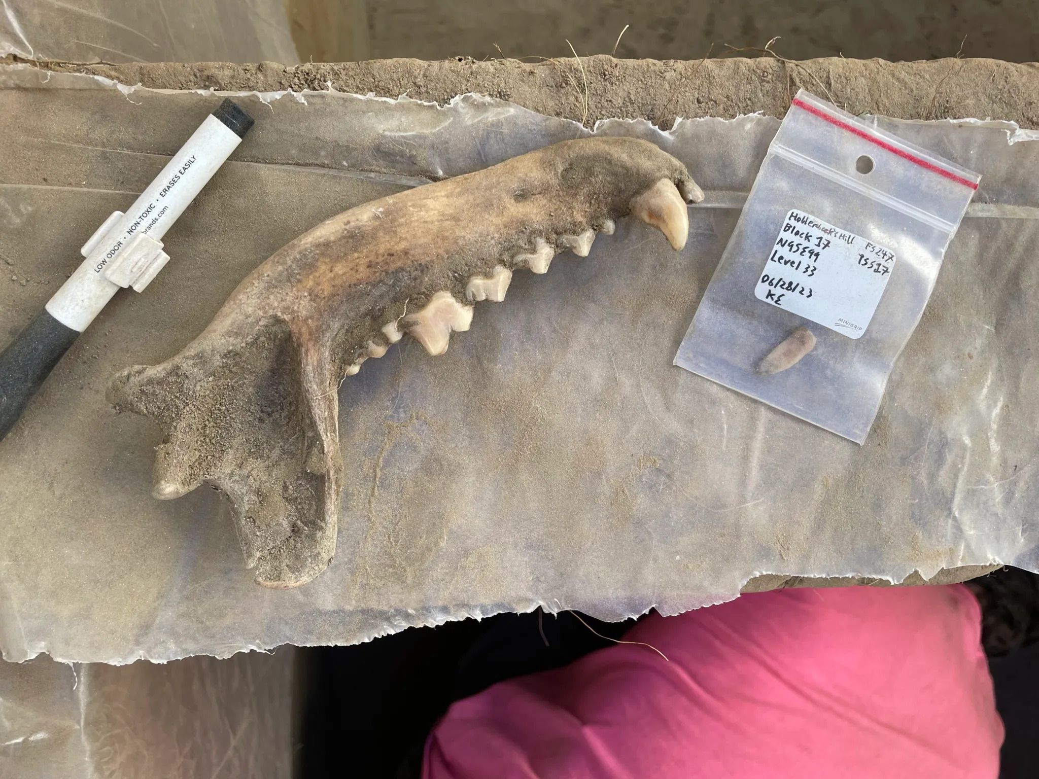 canine-jawbone.jpg