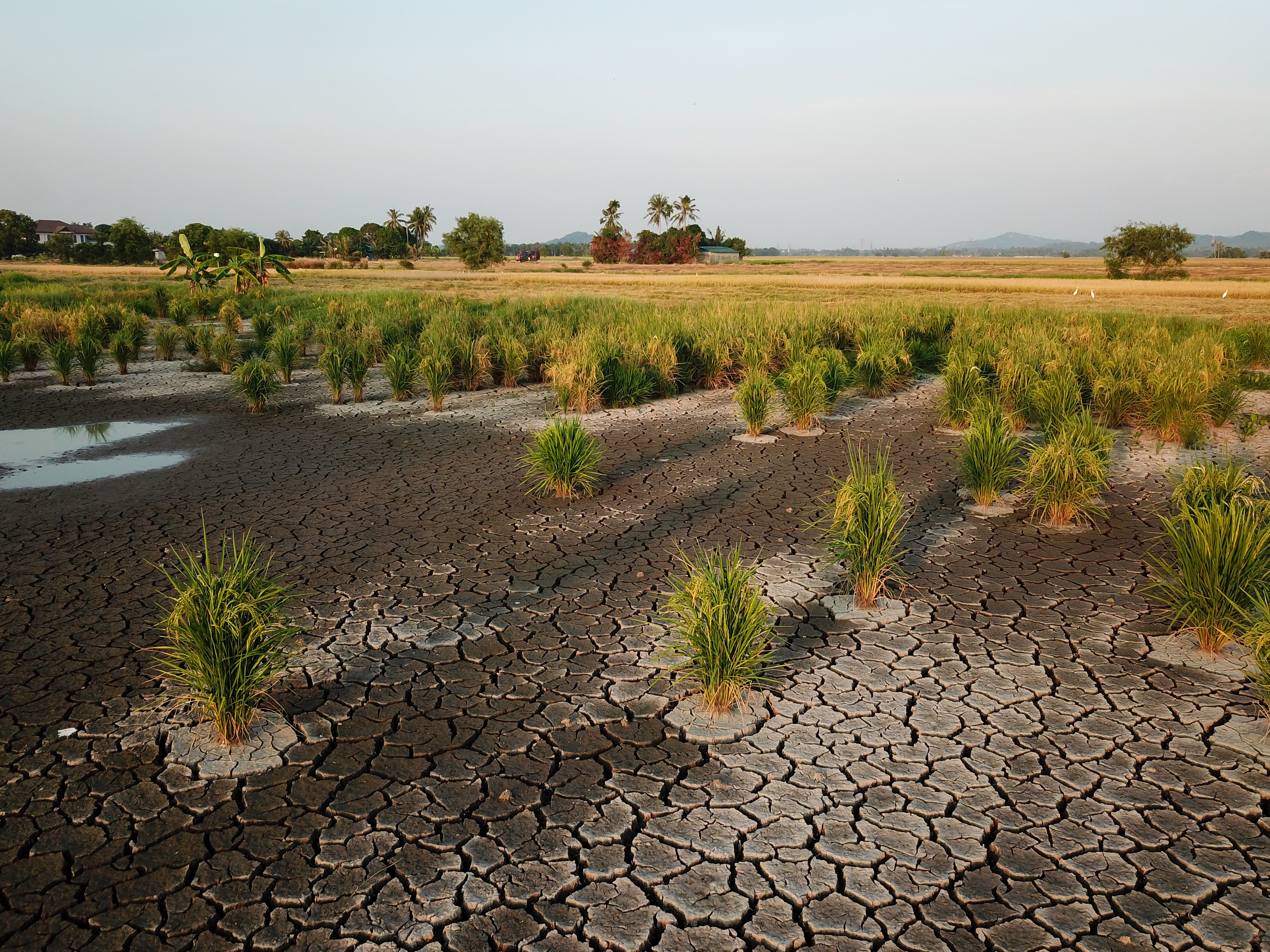 PM Andy Burnham gives £65m to drought-affected farmers after Labour criticism