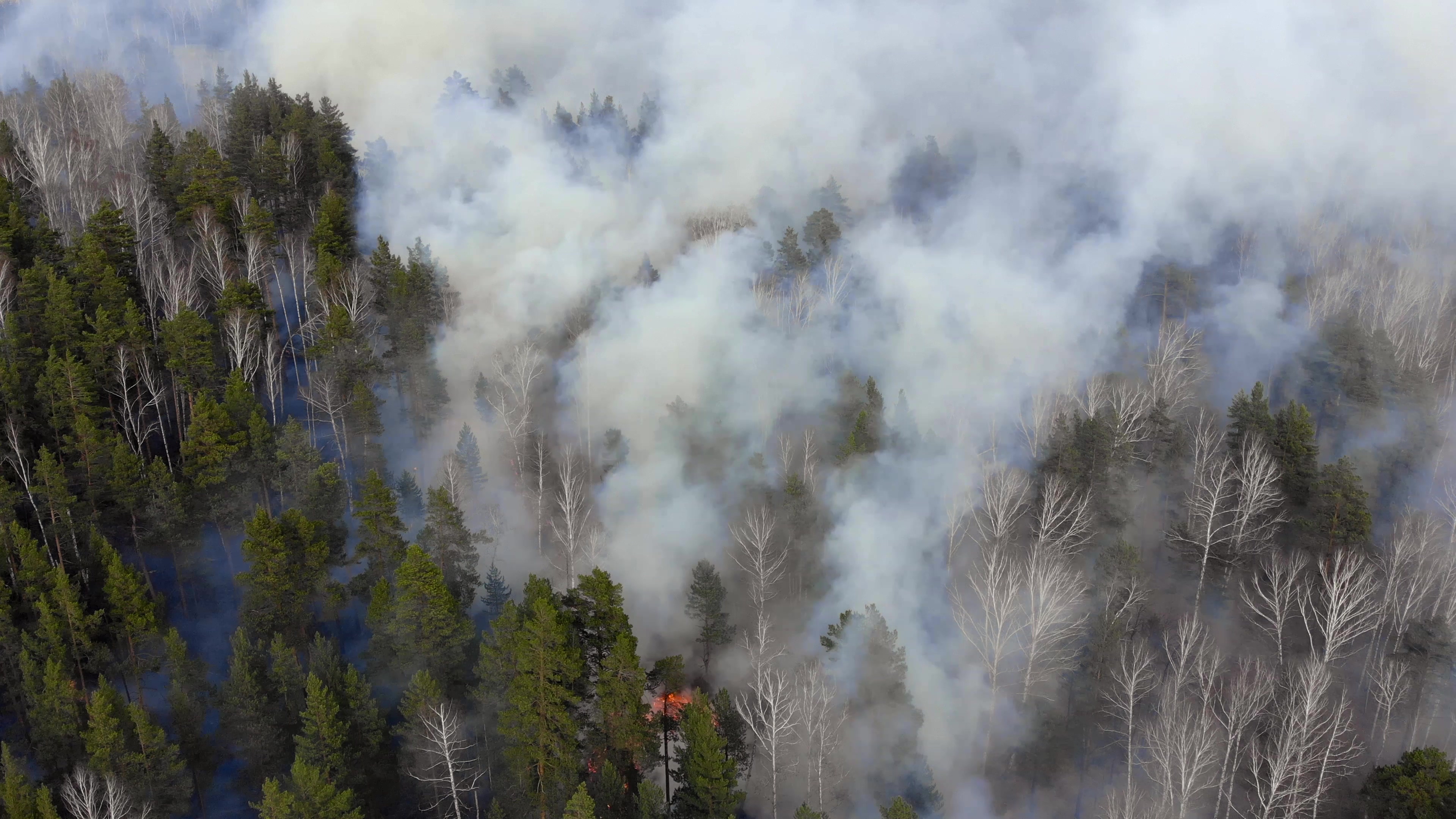 New Forest wildfire continues for eighth day as A31 remains closed