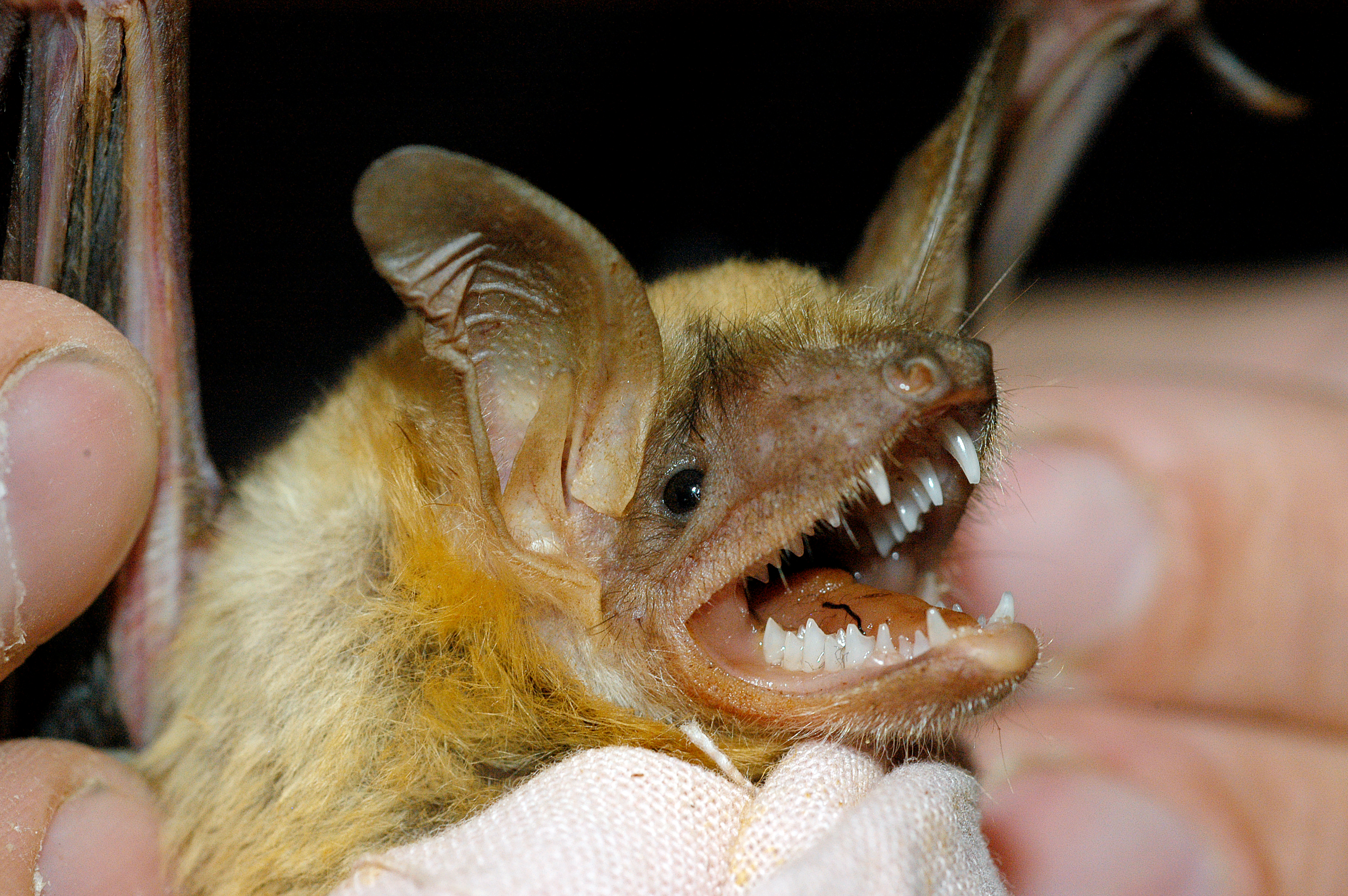 Woman wakes up to find a live bat inside her mouth