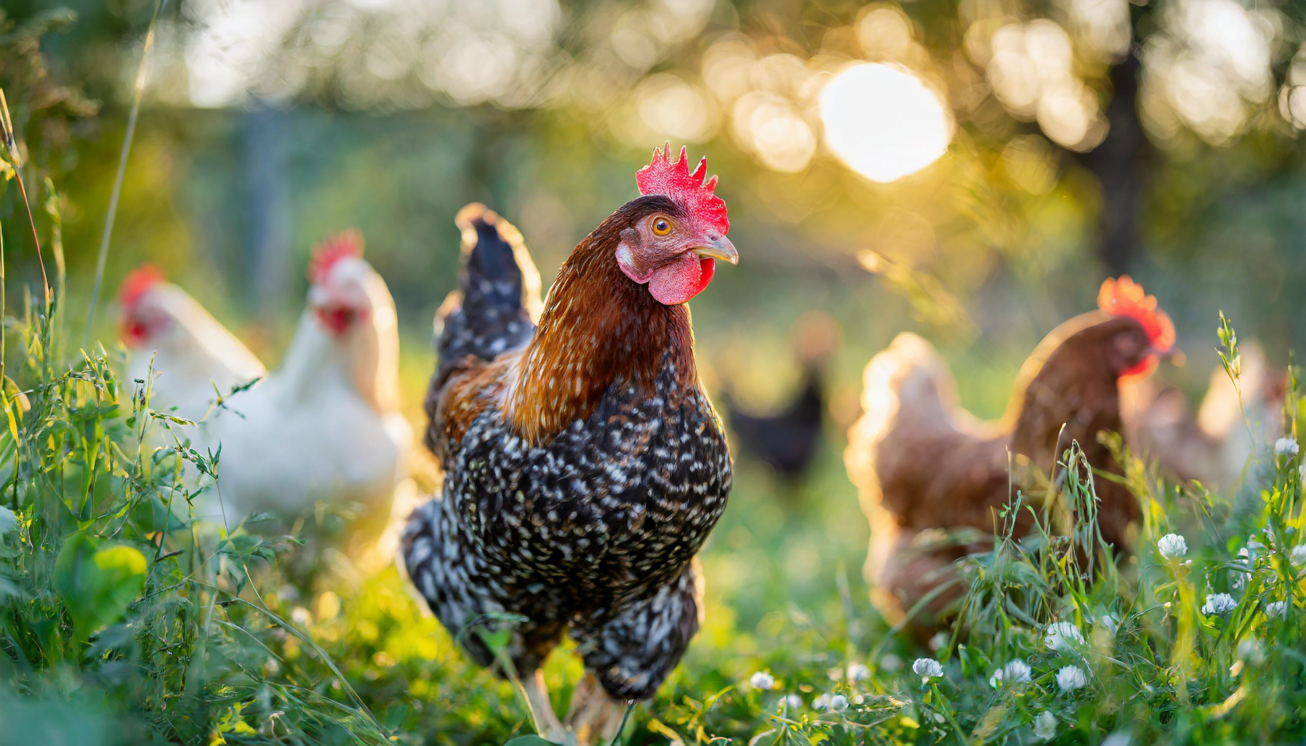 Salmonella outbreak linked to chicken kills one in UK