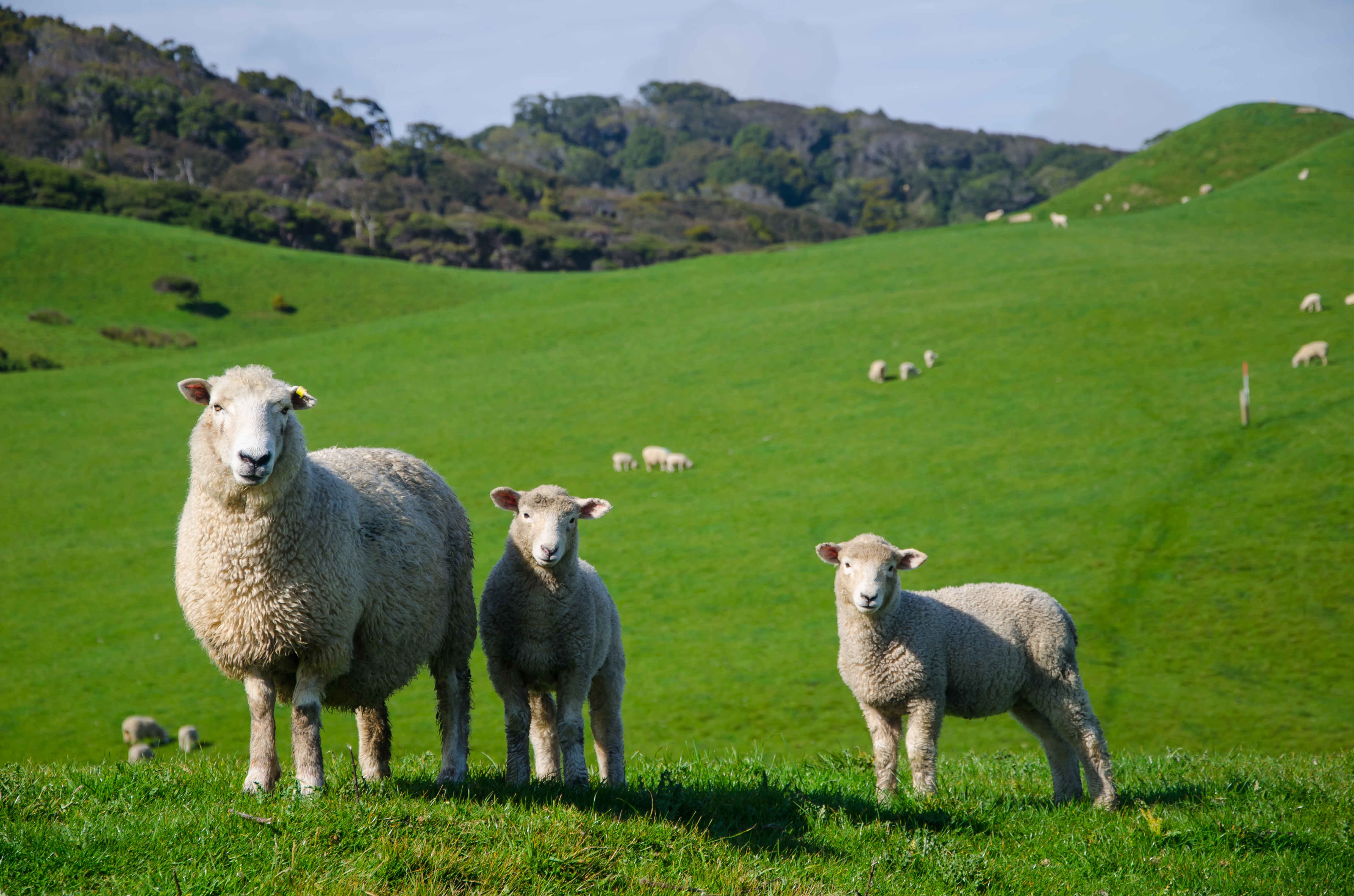 New Zealand's wool industry makes comeback after global demand rise