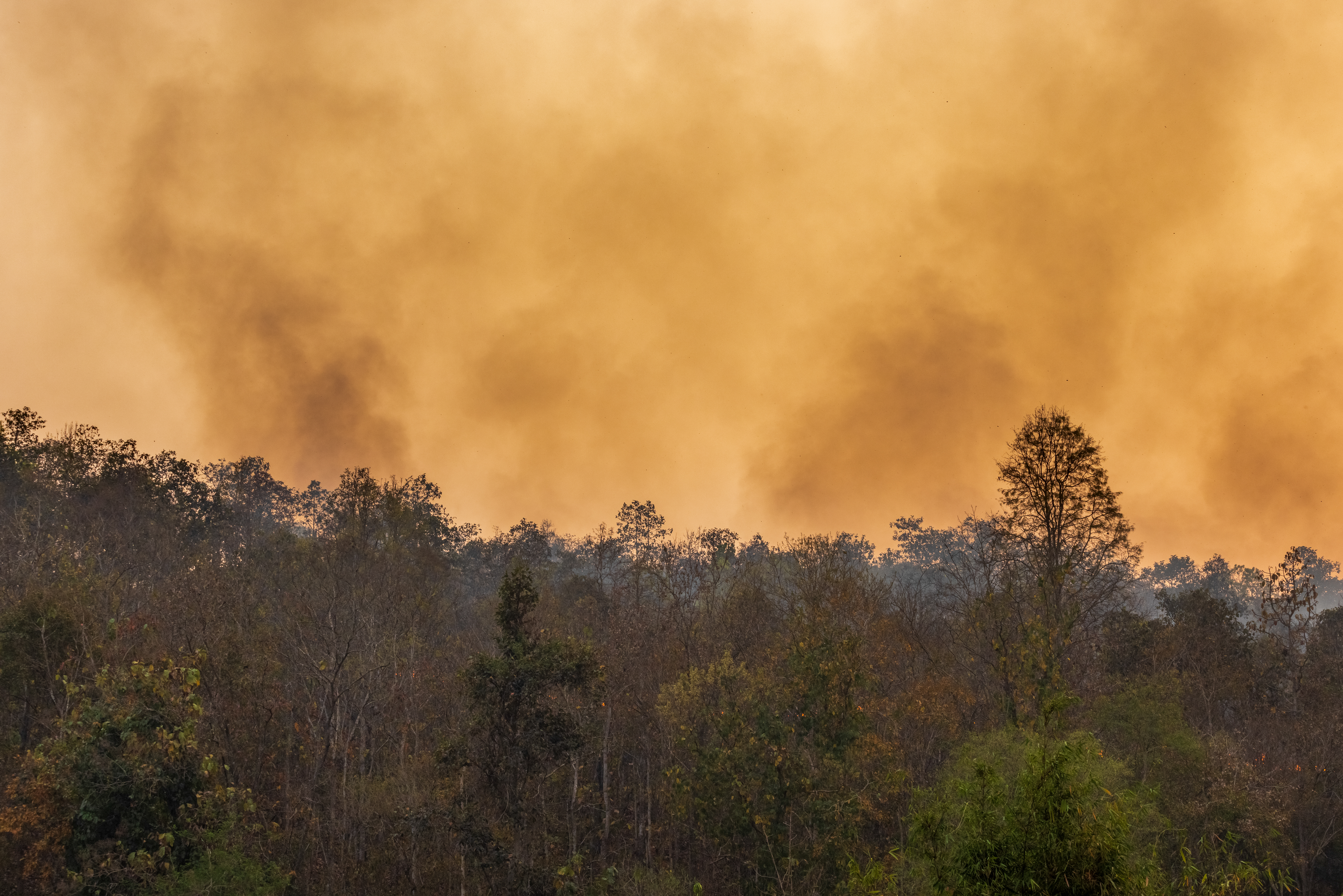 New Forest heathland fire spreads from A31 van blaze overnight