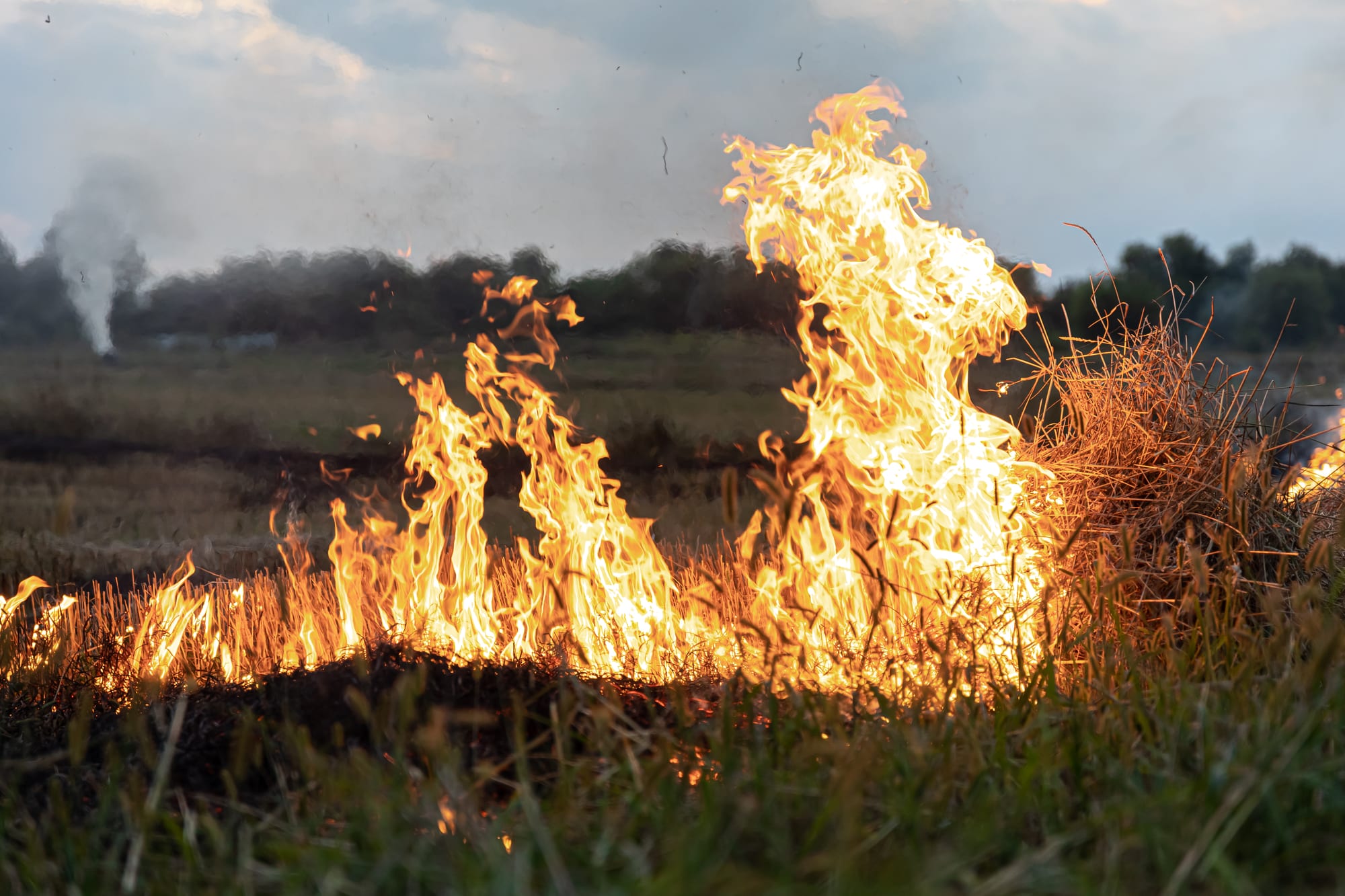 Grass fire halts all Heathrow Airport trains, causing major Saturday disruption