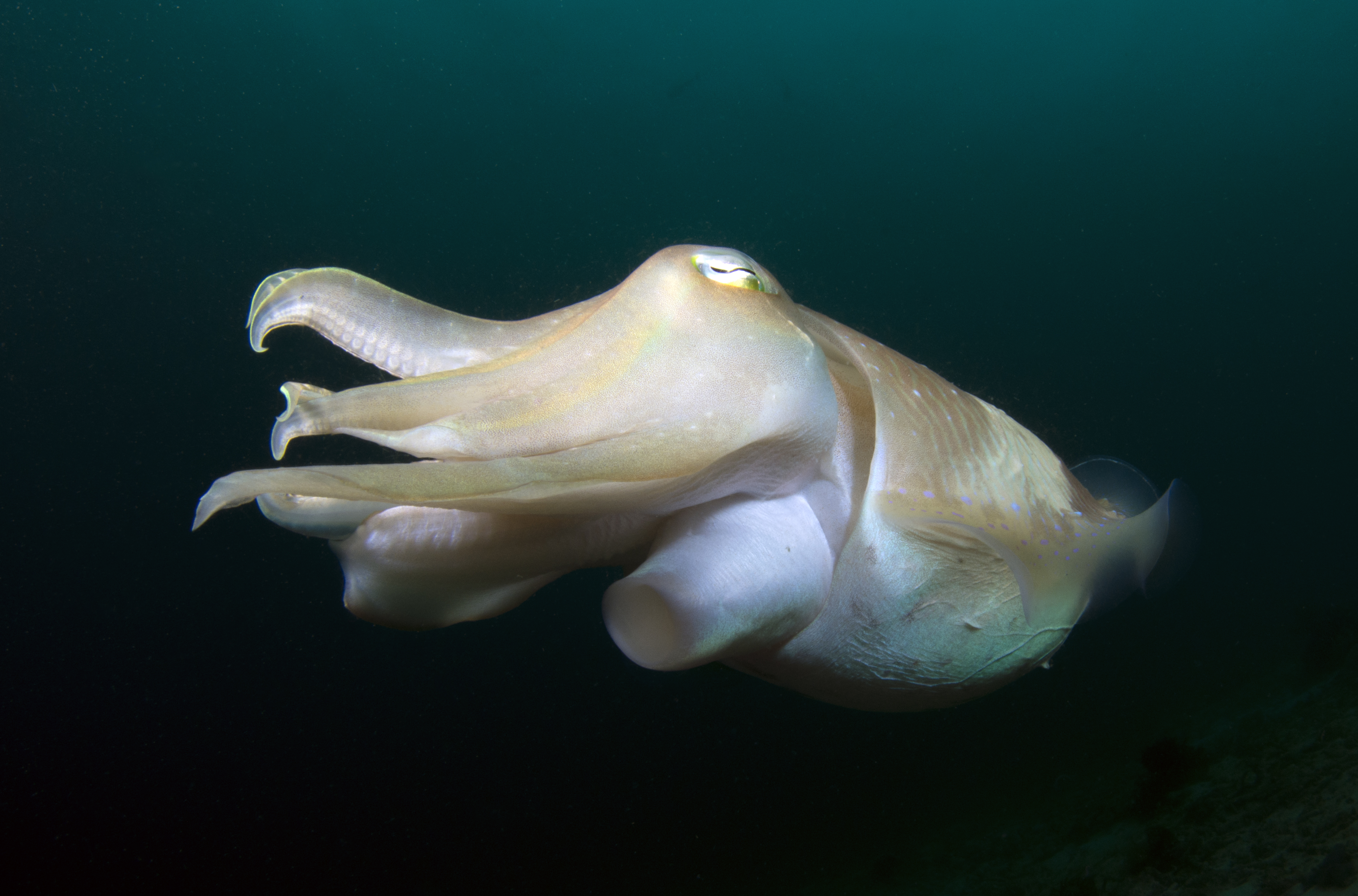 Australia's giant cuttlefish population plummeted 97% to 1,811 this mating season