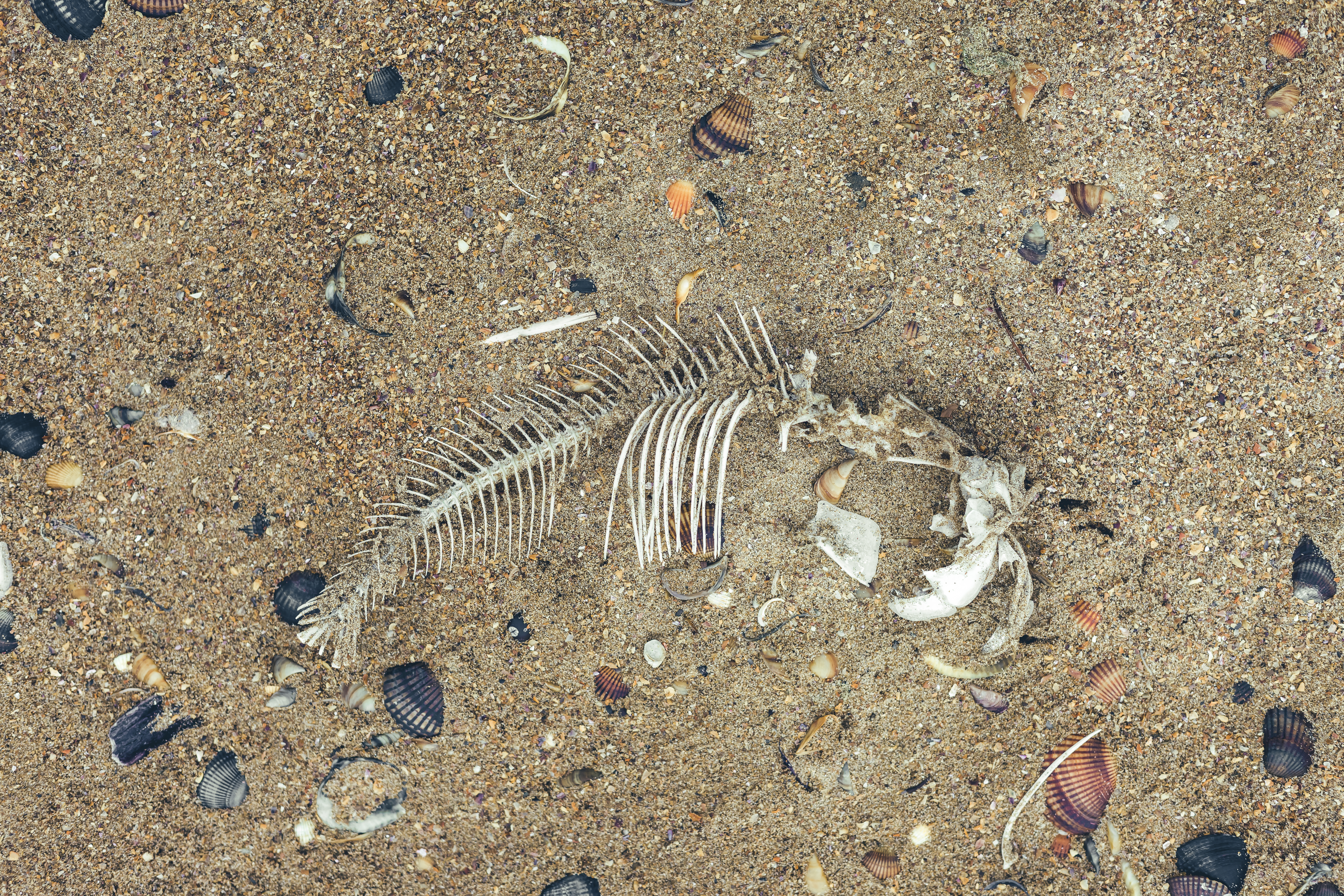 Warming, low oxygen oceans caused Earth's biggest mass extinction 252 million years ago
